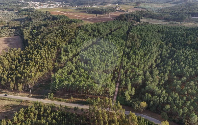 Quinta T8 para Venda em Vacariça Foto 43