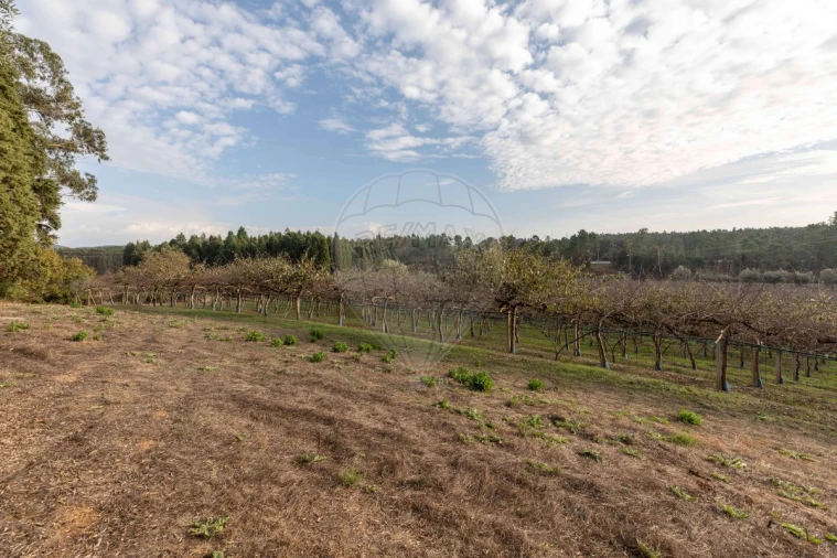 Quinta T8 para Venda em Vacariça Foto 41