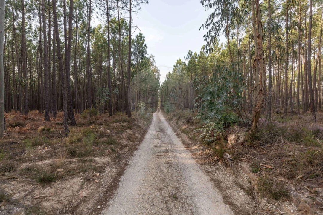 Quinta T8 para Venda em Vacariça Foto 48