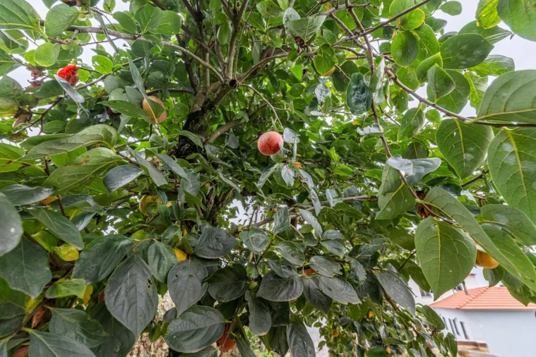 Moradia T3 para Venda em Grijó e Sermonde Foto 21