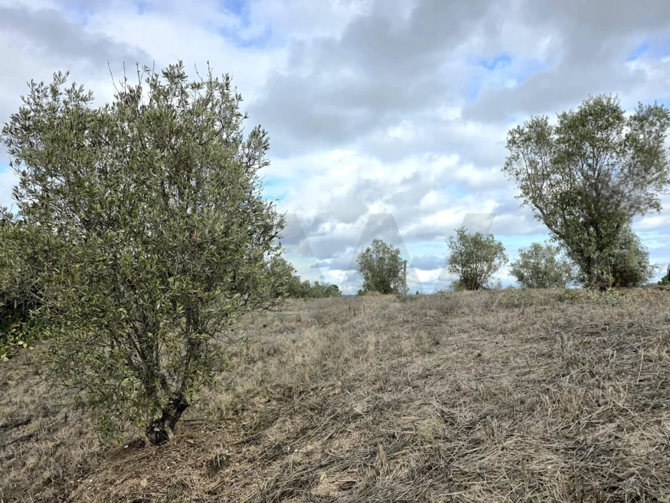 Terreno para Venda em Carregueira Foto 8