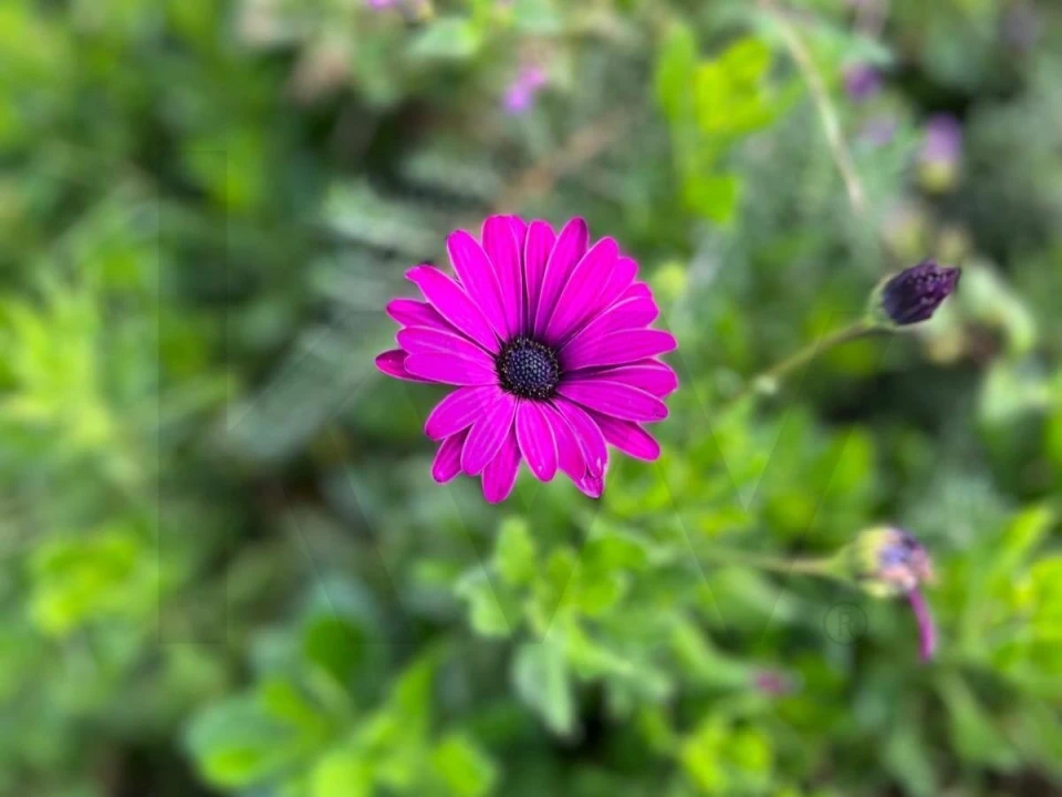 Terreno para Venda em Carregueira Foto 14