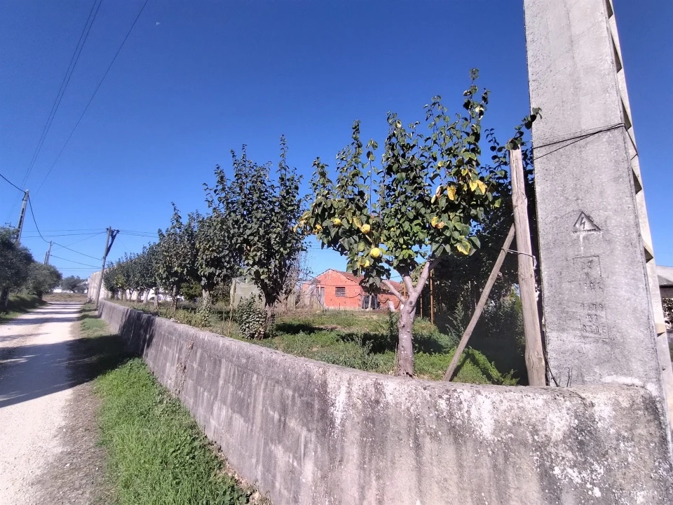 Armazém para Venda em Almagreira Foto 3