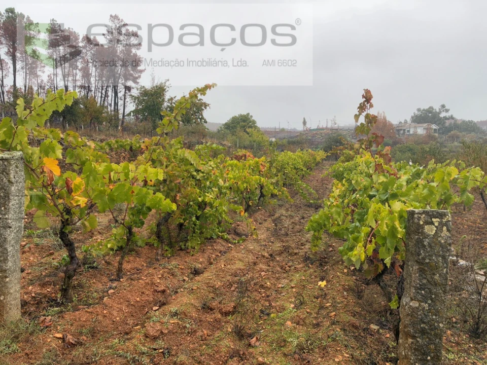 Quinta para Venda em Paul Foto 14