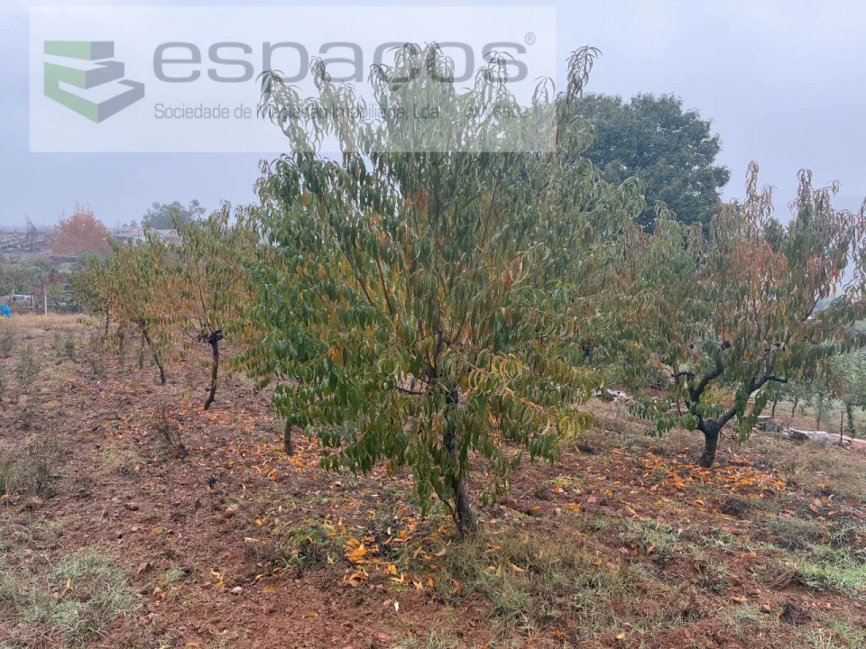 Quinta para Venda em Paul Foto 16