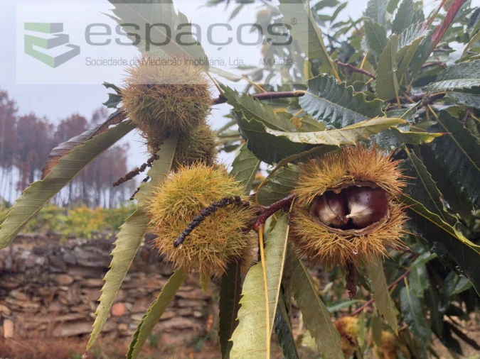 Quinta para Venda em Paul Foto 7