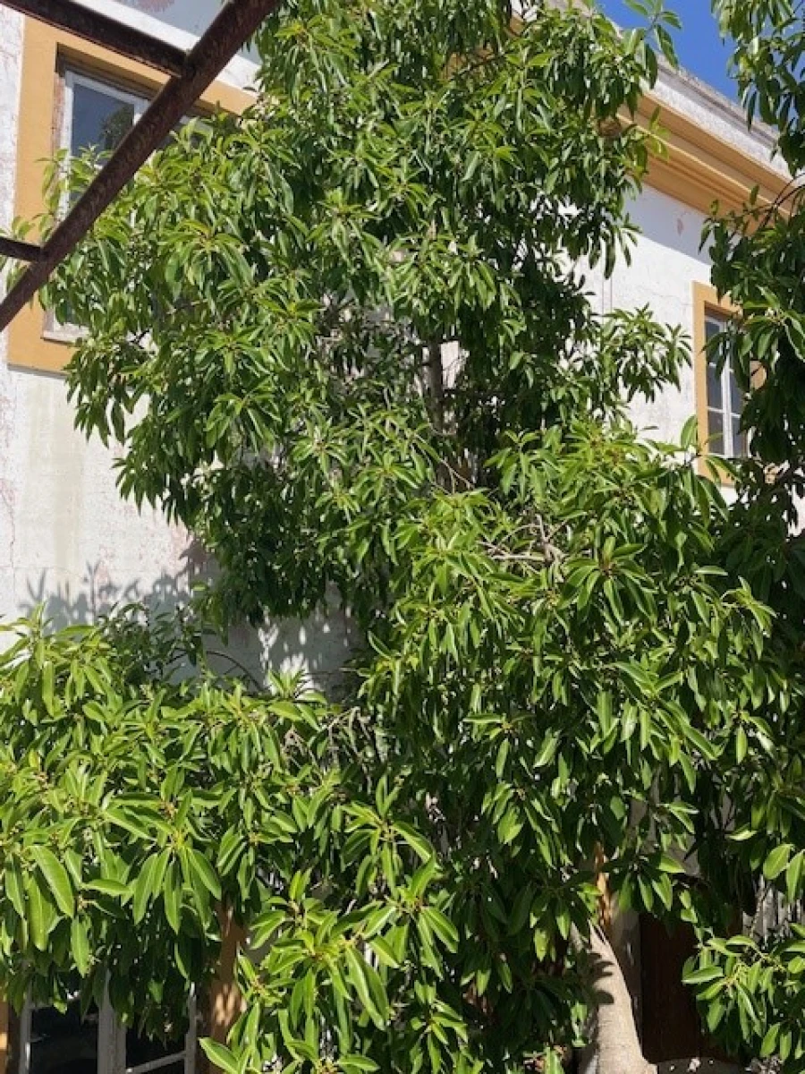 Moradia para Venda em Avis Foto 18