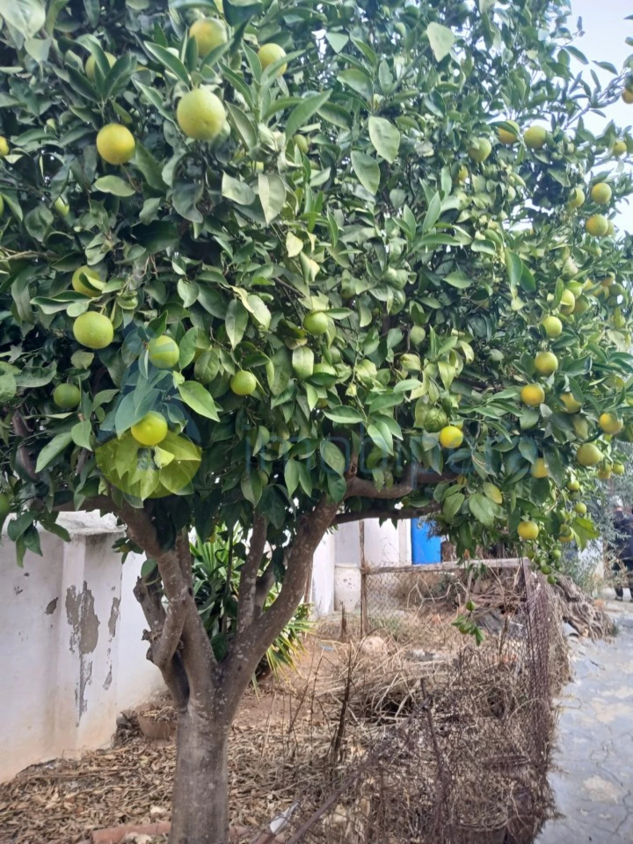 Moradia T2 para Venda em Santa Vitória e Mombeja Foto 18