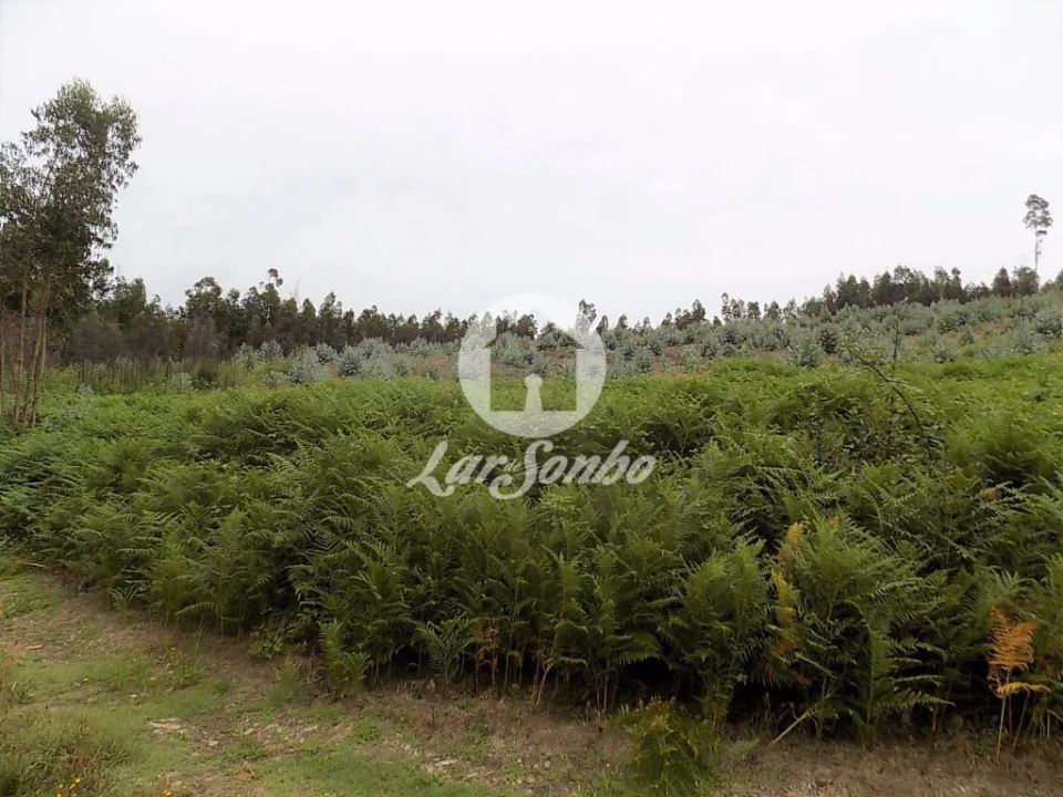 Terreno Agricola ou Rústico para Venda em Fradelos Foto 4