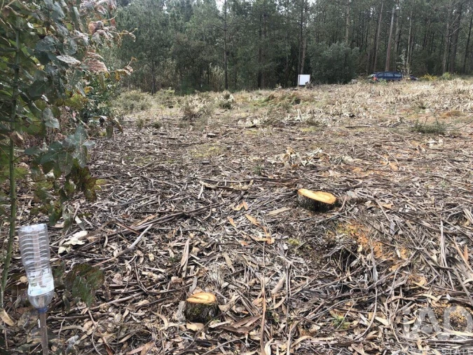 Terreno para Venda em Marinha Grande Foto 14
