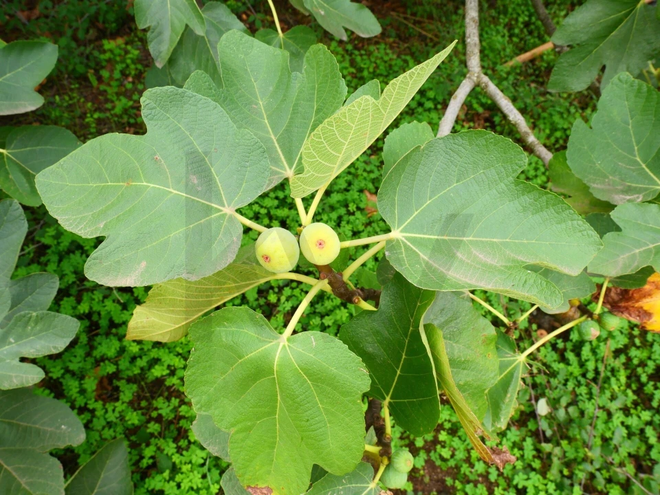 Terreno para Venda em Monchique Foto 6
