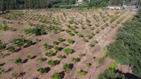 Terreno para Venda em Azeitão (São Lourenço e São Simão)