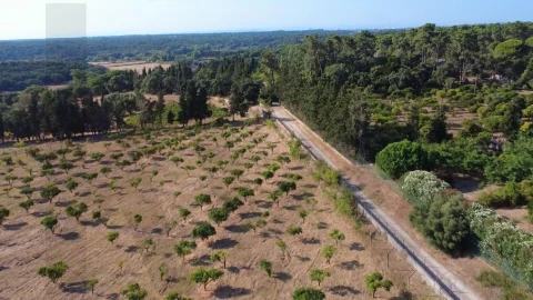 Terreno para Venda em Azeitão (São Lourenço e São Simão)