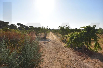 Terreno para Venda em Azeitão (São Lourenço e São Simão)