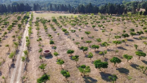 Terreno para Venda em Azeitão (São Lourenço e São Simão)