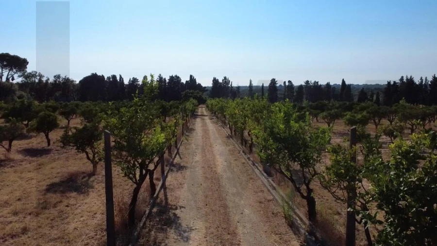 Terreno para Venda em Azeitão (São Lourenço e São Simão) Foto 16