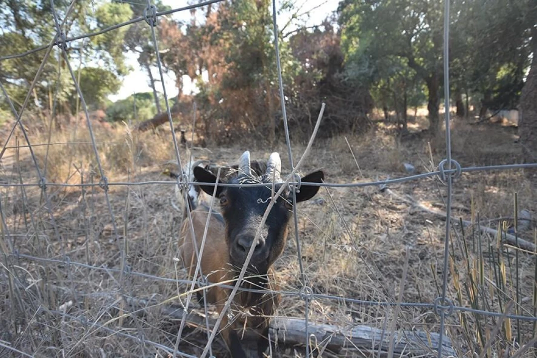 Terreno para Venda em Azeitão (São Lourenço e São Simão) Foto 6