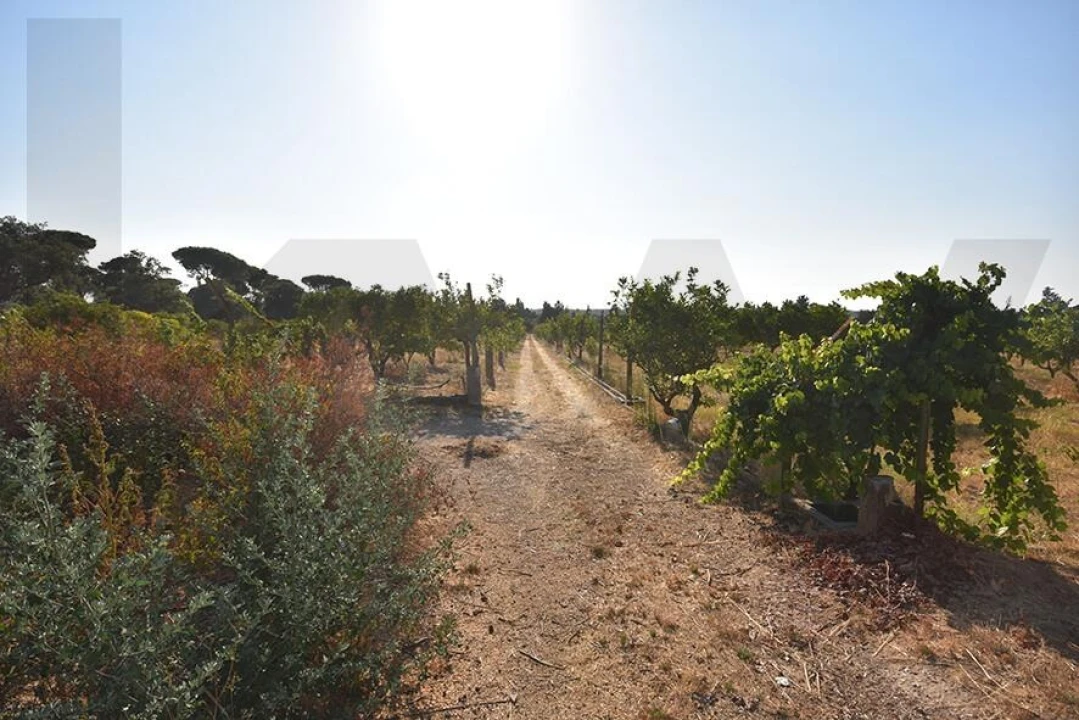 Terreno para Venda em Azeitão (São Lourenço e São Simão) Foto 3