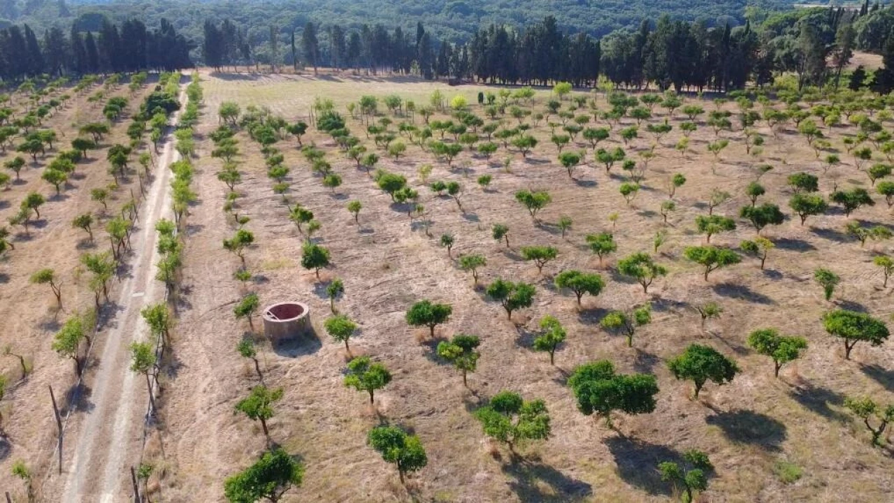 Terreno para Venda em Azeitão (São Lourenço e São Simão) Foto 11