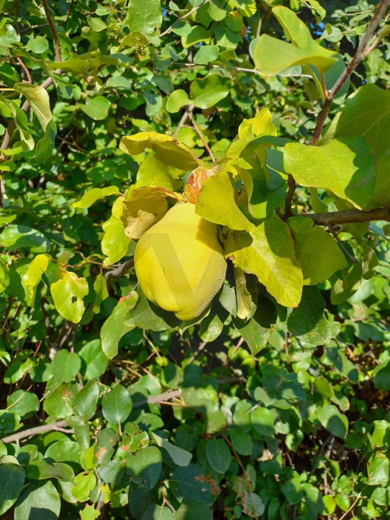 Terreno para Venda em Reguengos de Monsaraz Foto 10