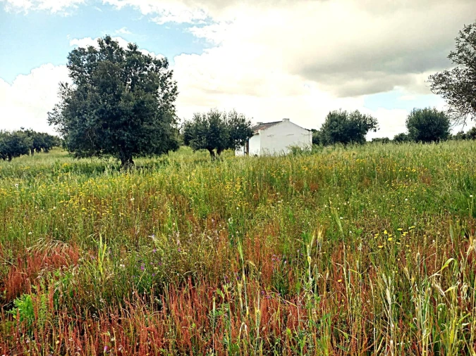 Terreno para Venda em Reguengos de Monsaraz Foto 1
