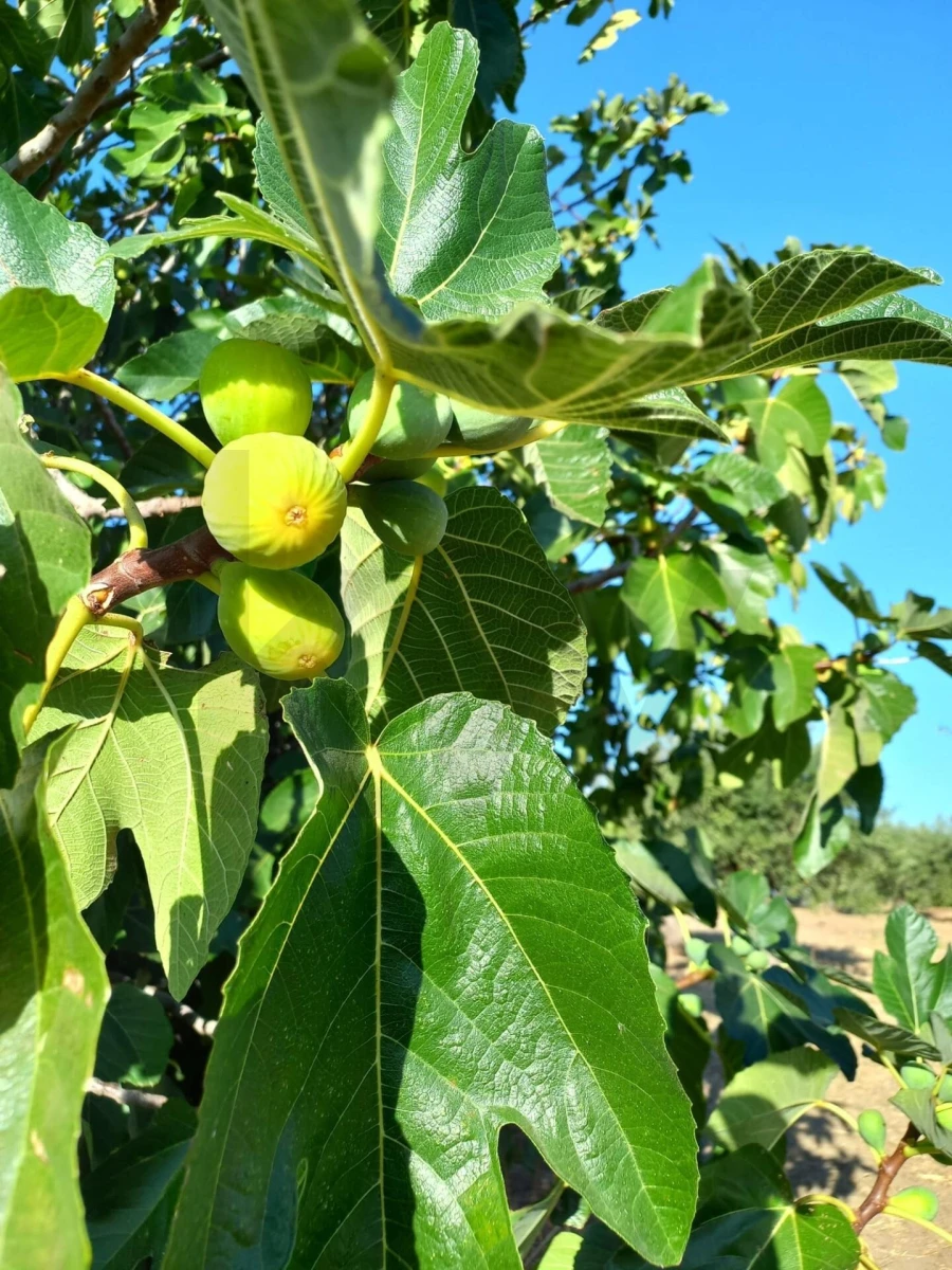 Terreno para Venda em Reguengos de Monsaraz Foto 9