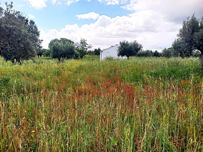 Terreno para Venda em Reguengos de Monsaraz Foto 6