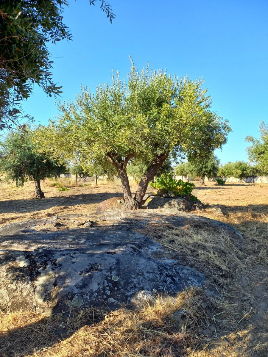 Terreno para Venda em Reguengos de Monsaraz Foto 8
