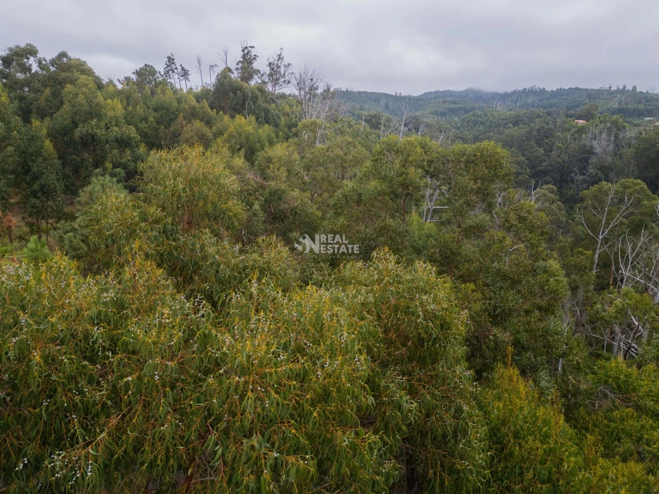 Terreno para Venda em Estreito da Calheta Foto 25