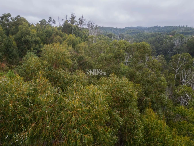 Terreno para Venda em Estreito da Calheta Foto 25