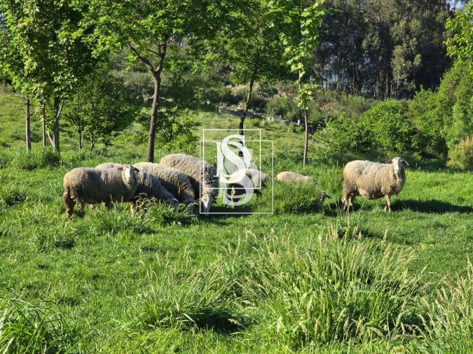 Moradia T1 para Venda em Bustelo, Carneiro e Carvalho de Rei Foto 29