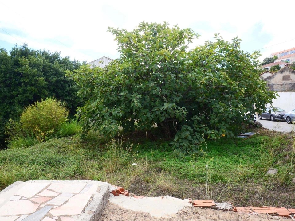 Terreno para Venda em Monchique Foto 7