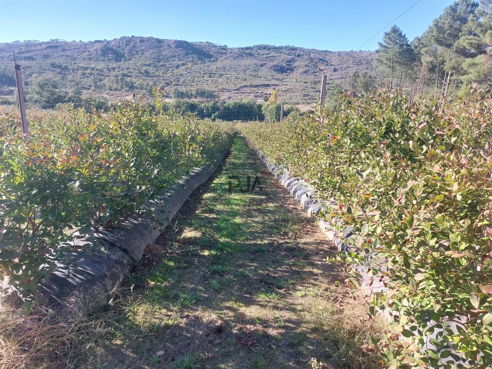 Quinta T0 para Venda em Muxagata Foto 6