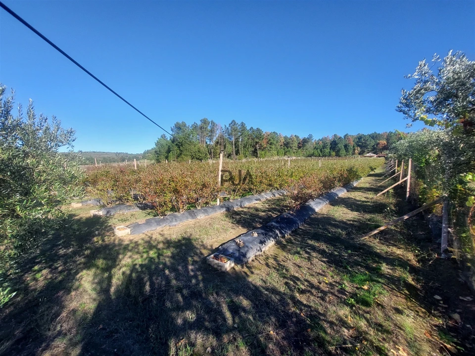 Quinta T0 para Venda em Muxagata Foto 17