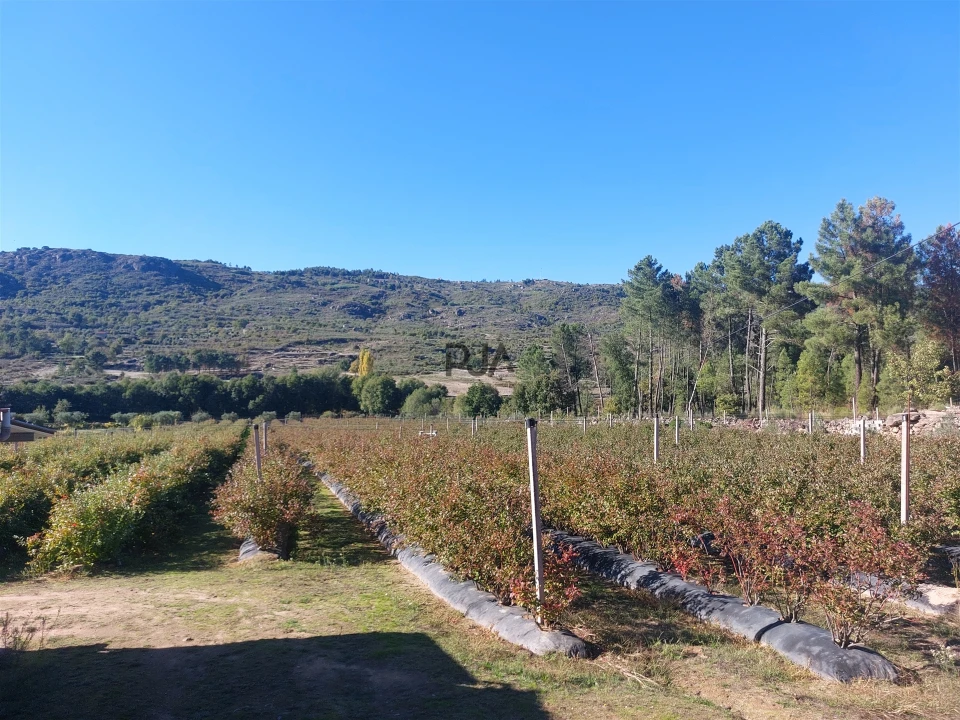 Quinta T0 para Venda em Muxagata Foto 4