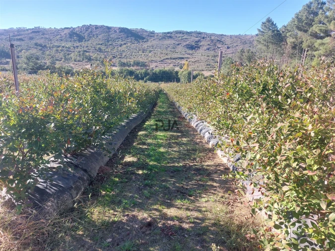Quinta T0 para Venda em Muxagata Foto 5