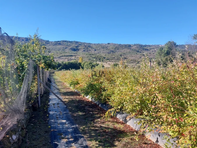 Quinta T0 para Venda em Muxagata Foto 12