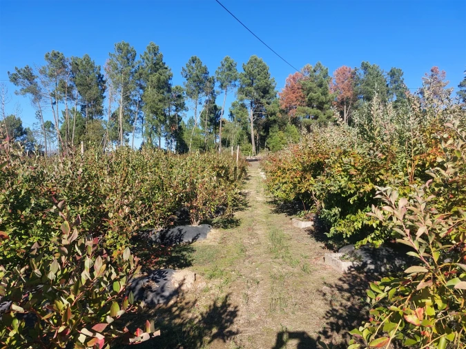 Quinta T0 para Venda em Muxagata Foto 17