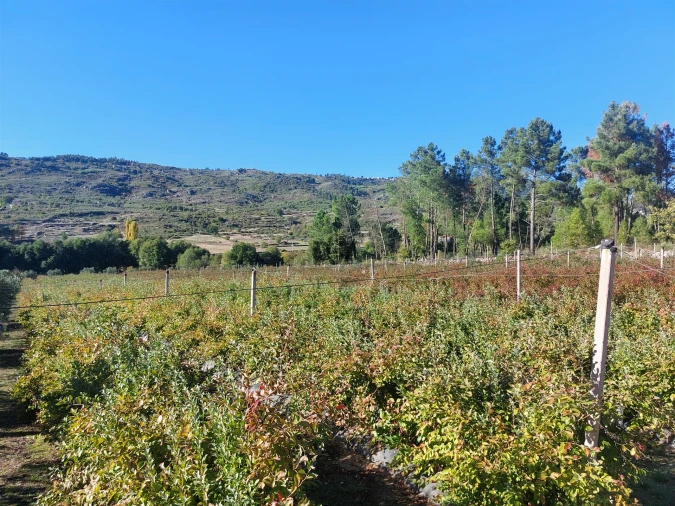 Quinta T0 para Venda em Muxagata Foto 7