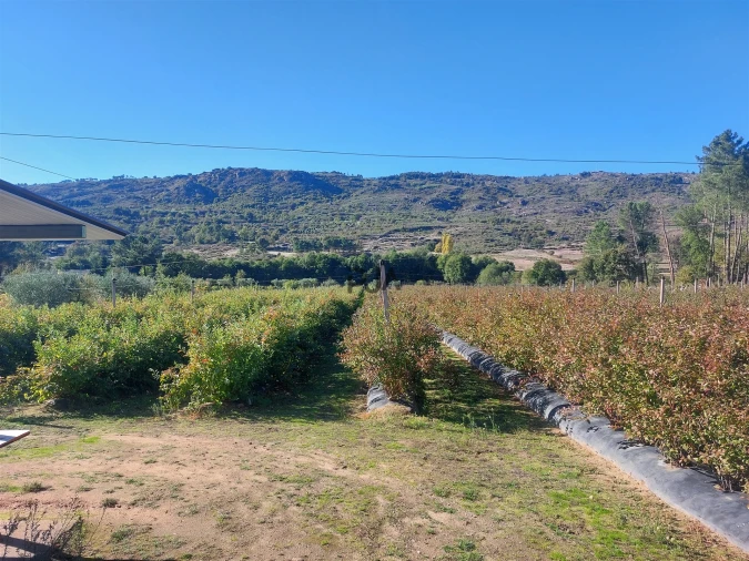 Quinta T0 para Venda em Muxagata Foto 6