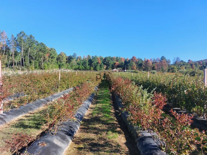 Quinta T0 para Venda em Muxagata Foto 15