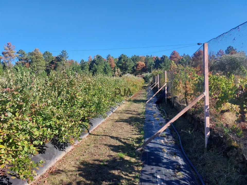 Quinta T0 para Venda em Muxagata Foto 14