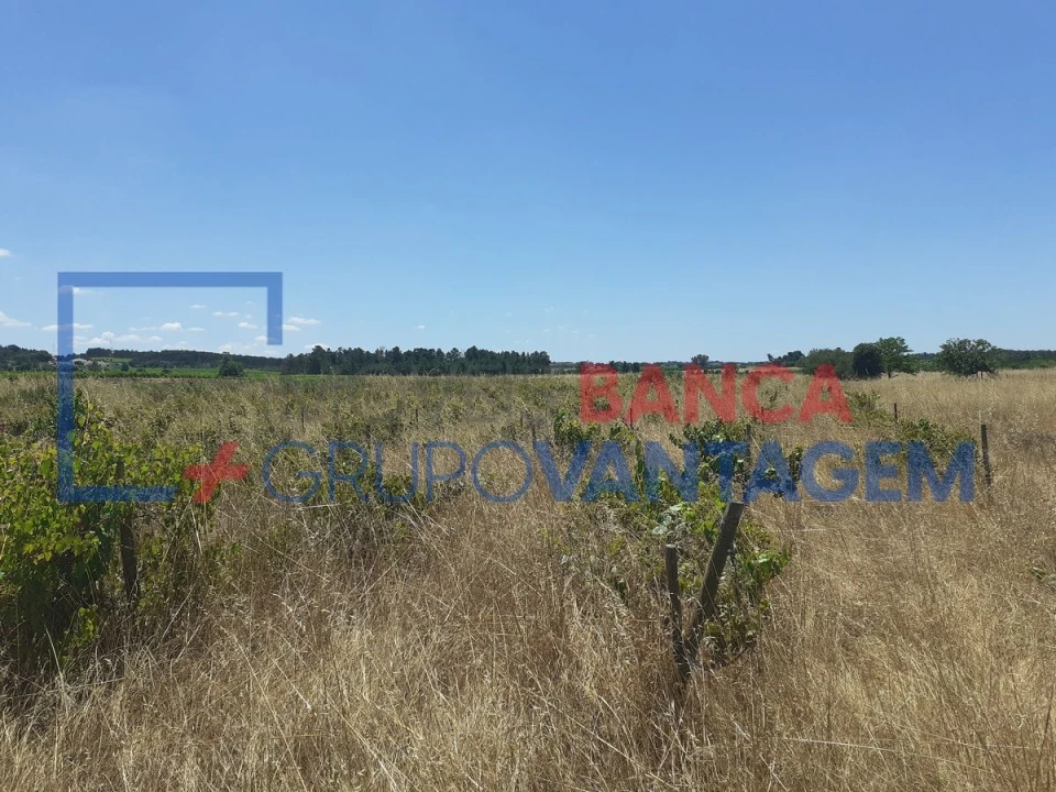 Terreno Agricola ou Rústico para Venda em Alpiarça Foto 2