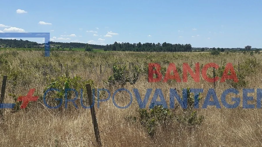 Terreno Agricola ou Rústico para Venda em Alpiarça