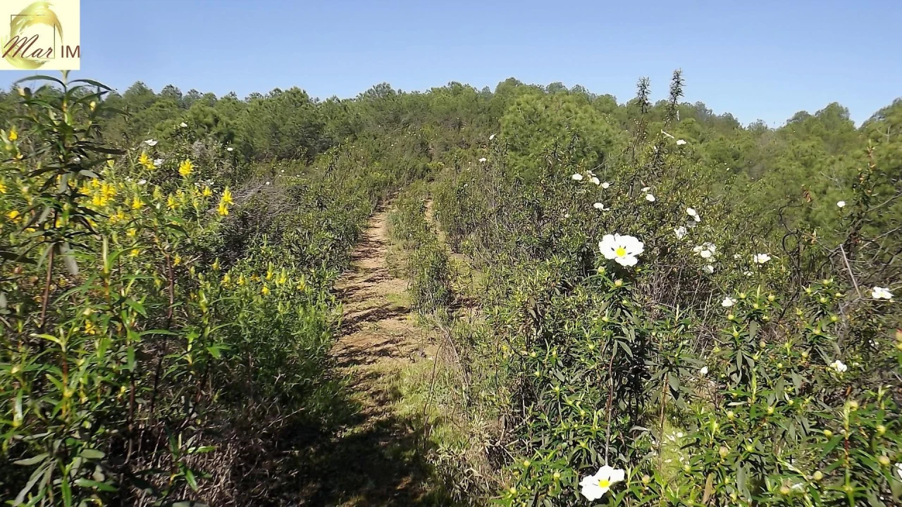 Terreno Agricola ou Rústico para Venda em Odeleite Foto 9
