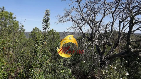 Terreno Agricola ou Rústico para Venda em Odeleite