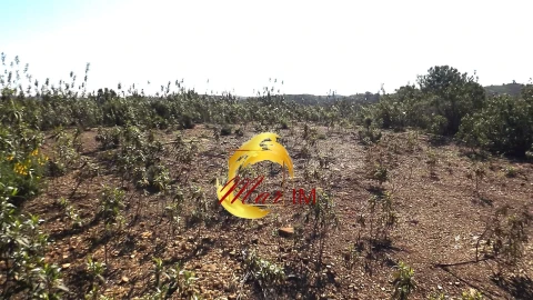 Terreno Agricola ou Rústico para Venda em Odeleite