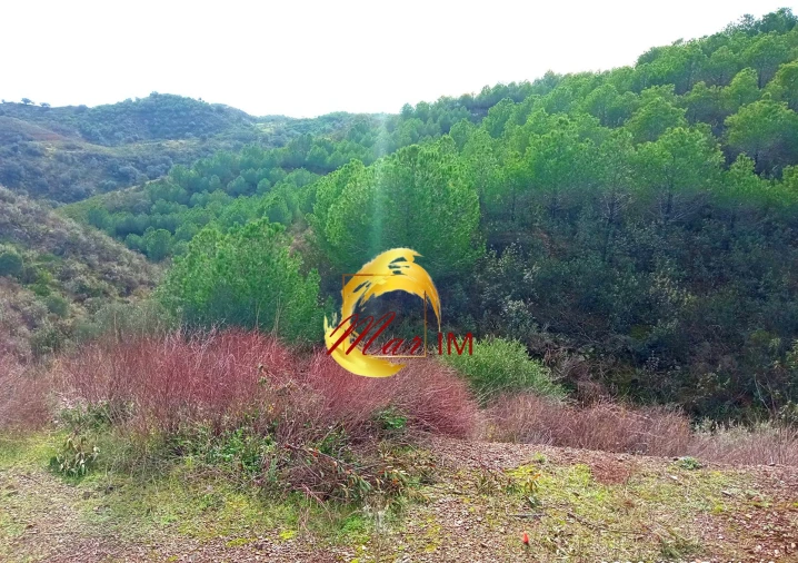 Terreno Agricola ou Rústico para Venda em Odeleite Foto 7