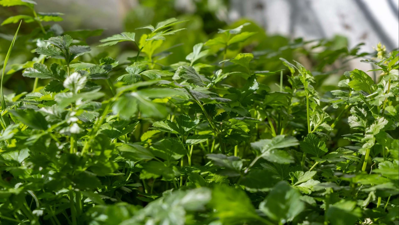 Moradia T4 para Venda em Vila de Sagres Foto 25