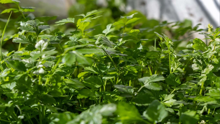 Moradia T4 para Venda em Vila de Sagres Foto 25